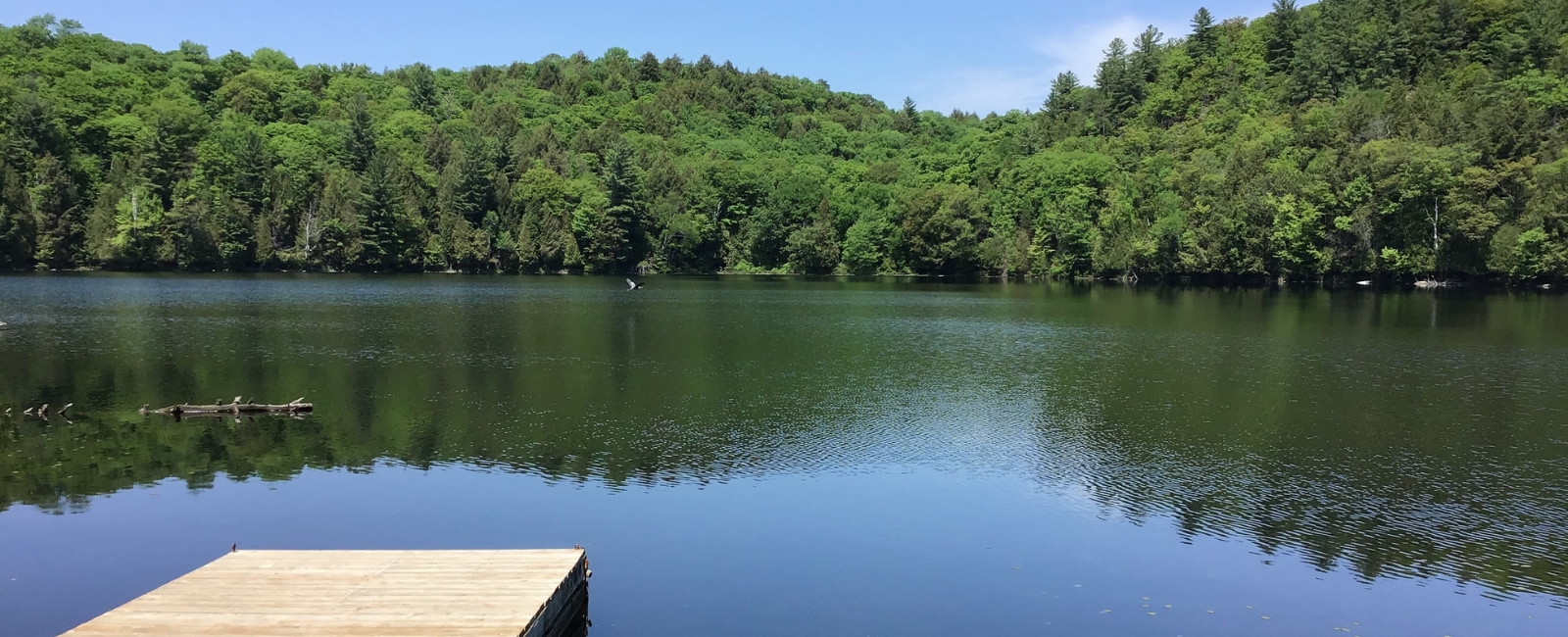 Lake and trees